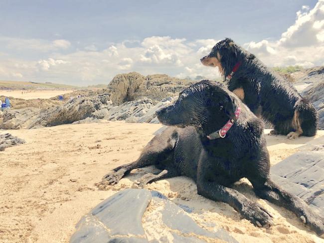 2 black labradors relax on a sandy beach.