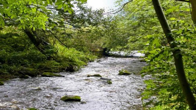 Riverside walk near Bridge Cottage in Haltwhistle A wild river with overhanging trees flows through a wooded valley in the Northumberland National Park in early summer.