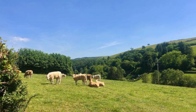 Escape to Secluded Corner of Exmoor in a Luxborough Holiday Cottage. Jersey cows graze peacefully in a hillside field in front of woodland.