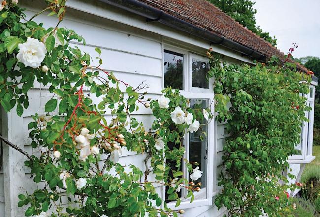 Exterior of a vine-covered weather-boarded holiday cottage in Kent.